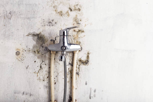 Best Mold Remediation  in Beaufort, SC