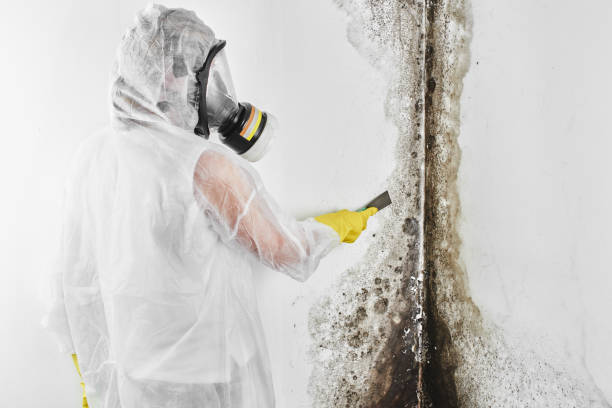 Best Toxic Mold Removal  in Beaufort, SC